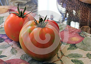 Large freshly picked organic tomatoes