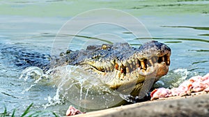 Large freshwater crocodile Eating food