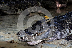 Large freshwater crocodile head