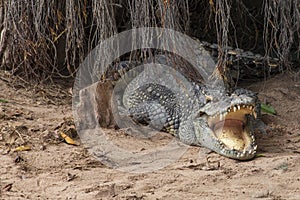 Large freshwater crocodile Lying in the trees