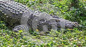 Large freshwater crocodile on rain forest