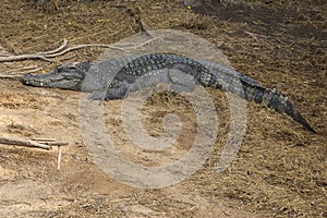 A large freshwater crocodile is sunbathing on the ground