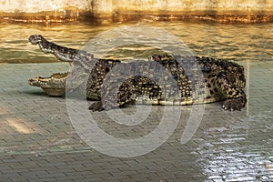 Large freshwater crocodile Sunbathing by the pool