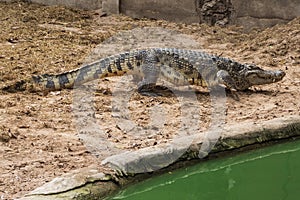 Large freshwater crocodile Walking on the ground by the pool