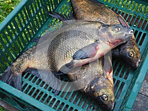Large freshwater fish. Green box with fresh fish