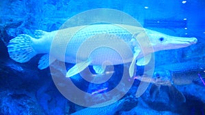 large freshwater fish swimming in the aquarium