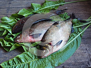 Large freshwater fish on the table