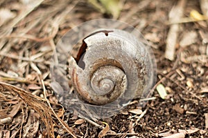 Large freshwater shells