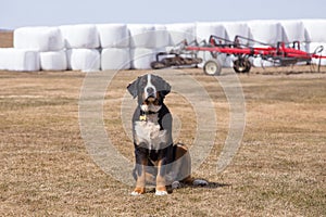 Large friendly adult Bernese mountain dog sitting up in field with alert expression