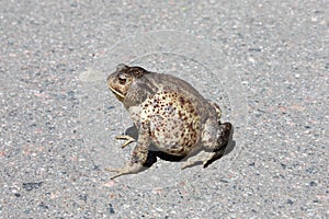 Large frog in Bialowieza National Park