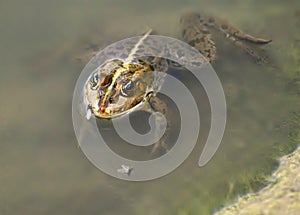 A large frog hunts for food, a fly in the water.