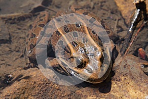 Large frog sitting in pond water close up