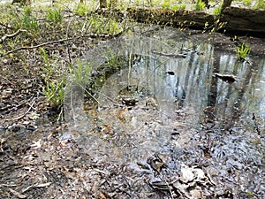 Large frog or toad in water and mud and leaves