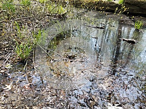 Large frog or toad in water and mud and leaves