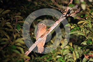 Large frogmouth