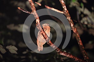 Large frogmouth