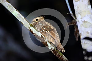 Large frogmouth