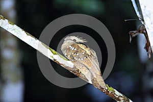 Large frogmouth