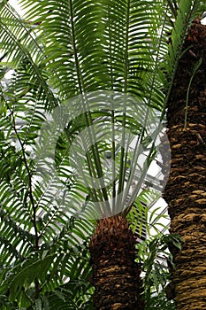 Large fronds stemming from the top of a Cycas circinalis  Fern Palm  tree photo