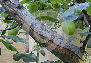 large frost cracks in the apple barrel close up