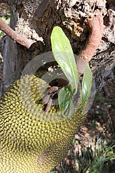 A large fruit of Artocarpus heterophyllus hangs on a thick stem near the Jack Tree trunk. Ripening fruit jackfruit on tree.