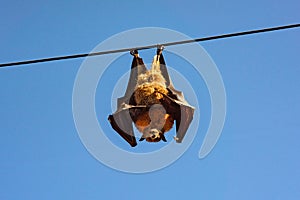 A large fruit bat hangs hanging upside down from an aerial power wire