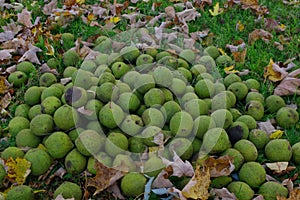 A bunch of Black Walnuts Juglans nigra littered on the ground