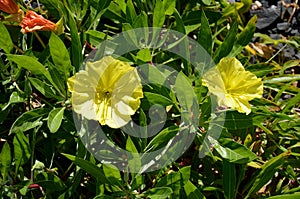 The large-fruited evening primrose will captivate you and attract you with its bright, yellow flowers, which open in the early photo