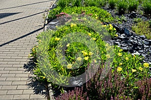 The large-fruited evening primrose will captivate you and attract you with its bright, yellow flowers, which open in the early