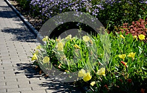 The large-fruited evening primrose will captivate you and attract you with its bright, yellow flowers, which open in the early