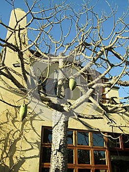 Large fruits hanging on Ceiba speciosa, the floss silk tree branches. The Venice Canal Historic District, Los Angeles,