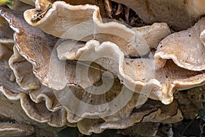 A large fungus at the base of a tree, the giant polypore Meripilus giganteus, near Linschoten