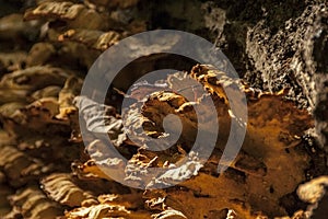 A large fungus grows on the side of a fallen tree