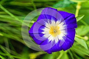 Large funnel-shaped blue morning glory flower close-up