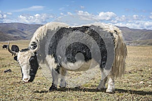 Large furry Domestic Yak Bos grunniens standing in a field