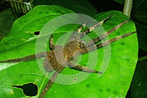 A large and furry spider with his legs stretched out on a green leaf in the ecuadorian amazon rainforest