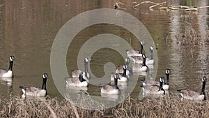 Large gaggle of Canada Geese swimming in lake