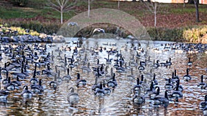 Large gaggle of geese resting in a pond of a park in Hillsboro, Oregon