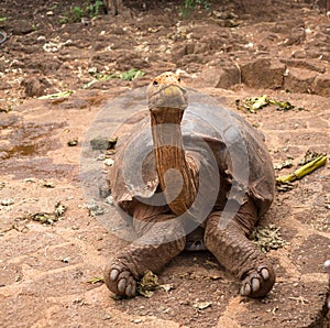 Large Galapagos giant tortoise