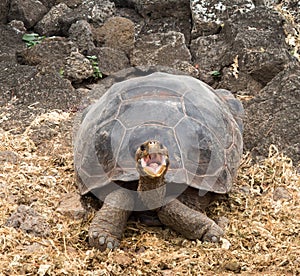 Large Galapagos giant tortoise