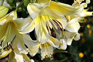 Large garden Lily. Pale yellow flowers.