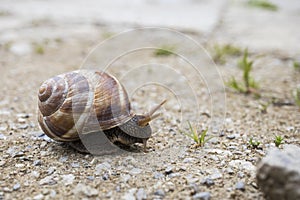 A large garden snail creeping along the road. Helix pomatia common names: Roman snail, burgundy snail, edible snail