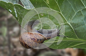 Large garden snail, Helix aspersa, eating my cabbage plant. Terrestrial gastropod mollusk. Aka European Brown Garden photo