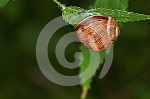 Large garden snail, Helix pomatia