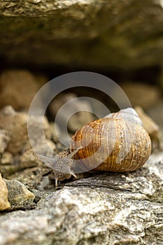 large garden snail, macro photography of a garden snail