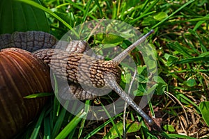 A large garden snail with a striped shell close-up crawls on the green grass of the lawn