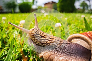 A large garden snail with a striped shell close-up crawls on the green grass of the lawn