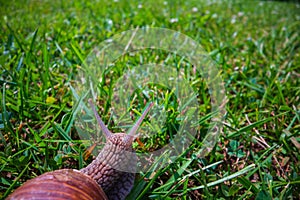 A large garden snail with a striped shell close-up crawls on the green grass of the lawn