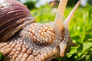 A large garden snail with a striped shell close-up crawls on the green grass of the lawn