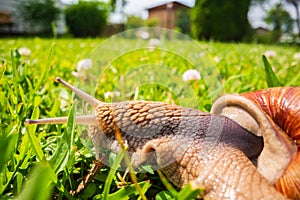 A large garden snail with a striped shell close-up crawls on the green grass of the lawn